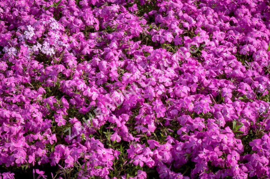 Plamenka 'Paparazzi Britney' - Phlox x hybrida 'Paparazzi Britney'