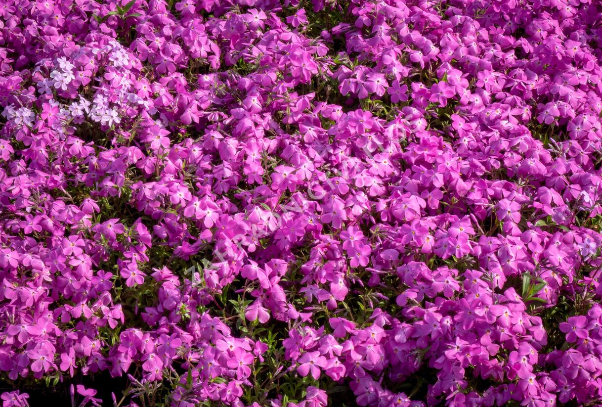 Plamenka 'Paparazzi Britney' - Phlox x hybrida 'Paparazzi Britney'