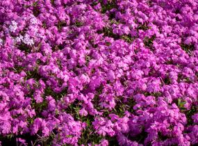 Plamenka 'Paparazzi Britney' - Phlox x hybrida 'Paparazzi Britney'