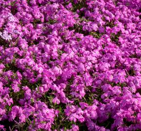 Plamenka 'Paparazzi Britney' - Phlox x hybrida 'Paparazzi Britney'