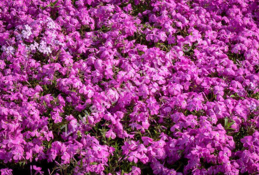 Plamenka 'Paparazzi Britney' - Phlox x hybrida 'Paparazzi Britney'