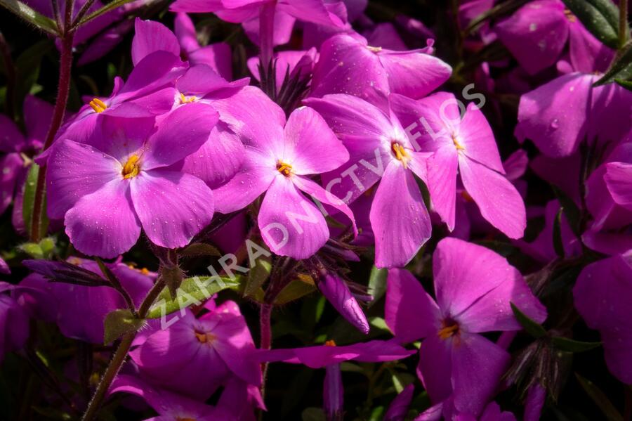 Plamenka 'Paparazzi Britney' - Phlox x hybrida 'Paparazzi Britney'