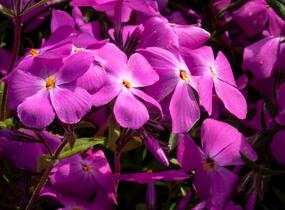 Plamenka 'Paparazzi Britney' - Phlox x hybrida 'Paparazzi Britney'