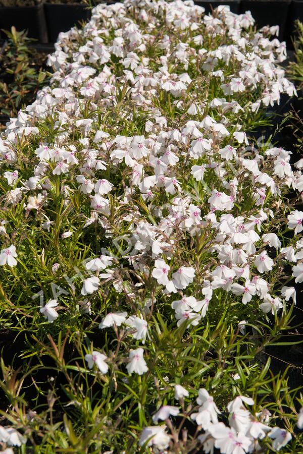 Plamenka šídlovitá 'White Delight' - Phlox subulata 'White Delight'