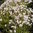 Plamenka šídlovitá 'White Delight' - Phlox subulata 'White Delight'