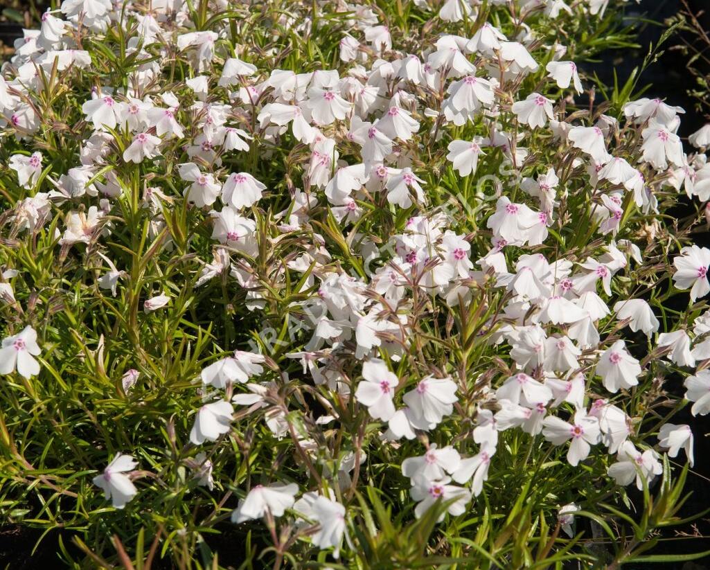 Plamenka šídlovitá 'White Delight' - Phlox subulata 'White Delight'