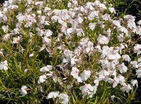 Plamenka šídlovitá 'White Delight' - Phlox subulata 'White Delight'