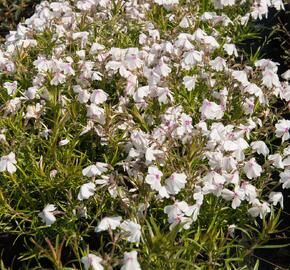 Plamenka šídlovitá 'White Delight' - Phlox subulata 'White Delight'