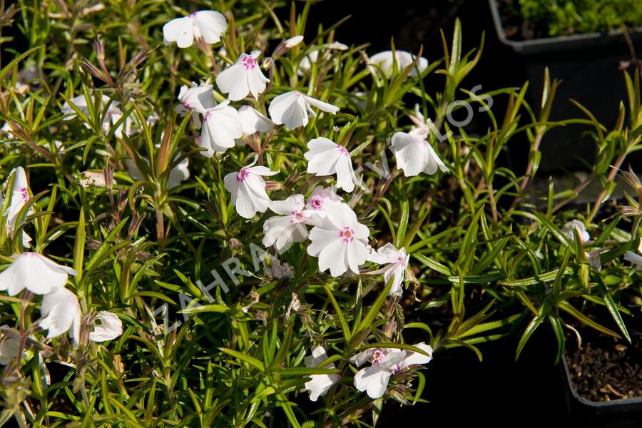 Plamenka šídlovitá 'White Delight' - Phlox subulata 'White Delight'