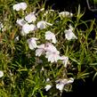 Plamenka šídlovitá 'White Delight' - Phlox subulata 'White Delight'