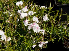 Plamenka šídlovitá 'White Delight' - Phlox subulata 'White Delight'