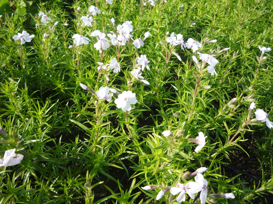 Plamenka šídlovitá 'White Delight' - Phlox subulata 'White Delight'