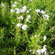 Plamenka šídlovitá 'White Delight' - Phlox subulata 'White Delight'