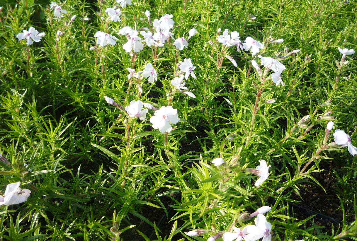 Plamenka šídlovitá 'White Delight' - Phlox subulata 'White Delight'
