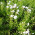 plamenka-sidlovita-white-delight.jpg