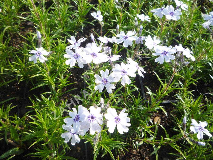 Plamenka šídlovitá 'Pharao Blue Eye' - Phlox subulata 'Pharao Blue Eye'