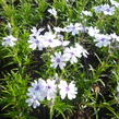 Plamenka šídlovitá 'Pharao Blue Eye' - Phlox subulata 'Pharao Blue Eye'