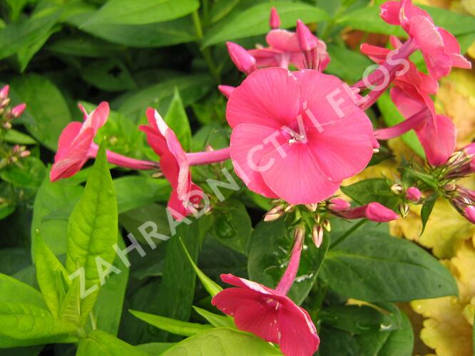 Plamenka latnatá 'Adessa Red' - Phlox paniculata 'Adessa Red'