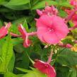 Plamenka latnatá 'Adessa Red' - Phlox paniculata 'Adessa Red'