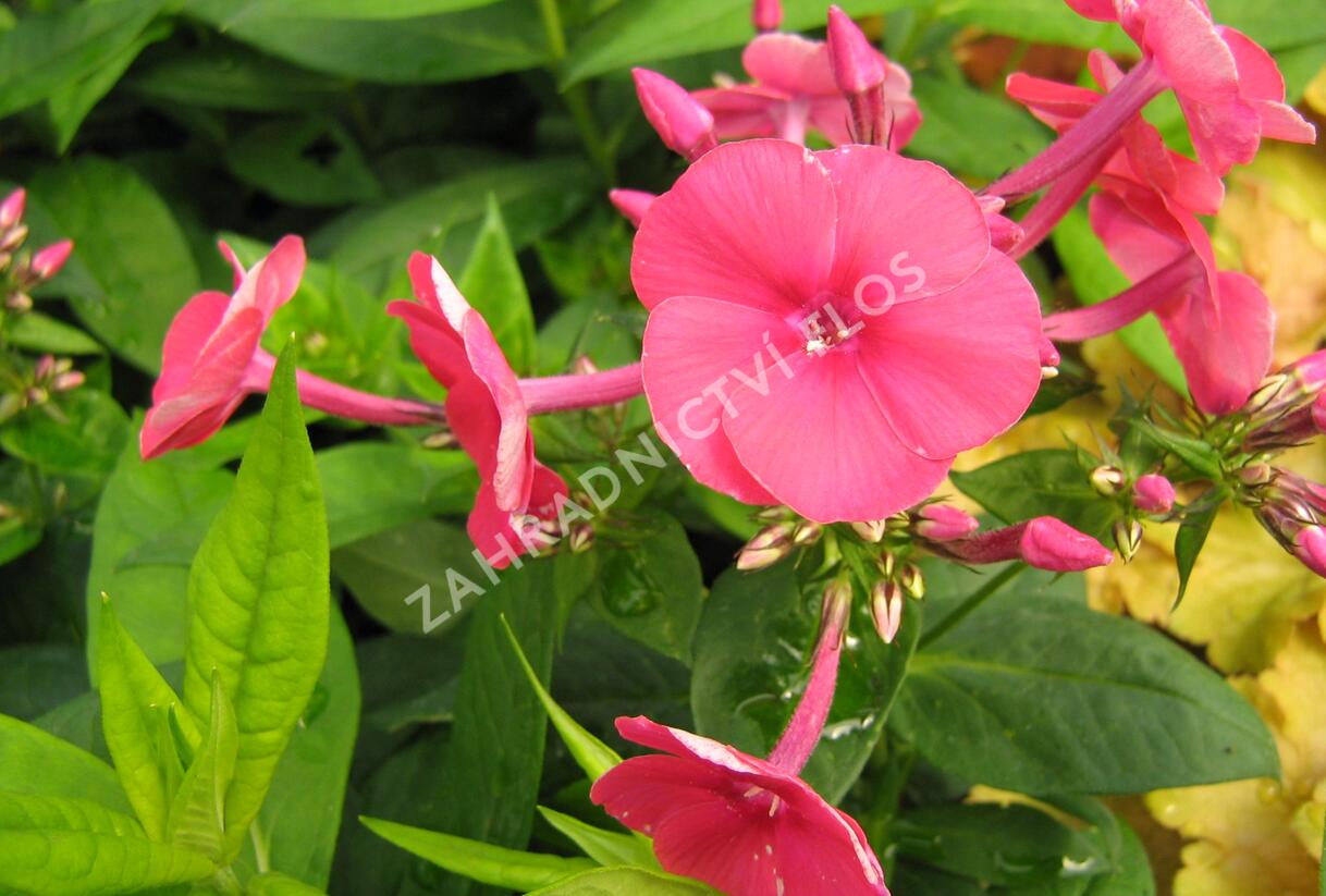 Plamenka latnatá 'Adessa Red' - Phlox paniculata 'Adessa Red'