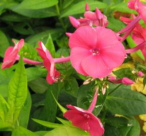 Plamenka latnatá 'Adessa Red' - Phlox paniculata 'Adessa Red'