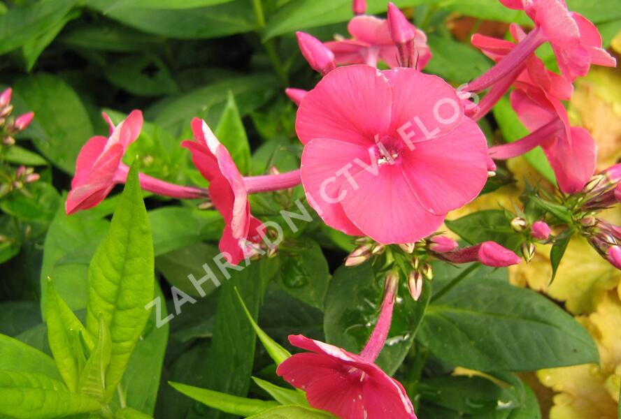 Plamenka latnatá 'Adessa Red' - Phlox paniculata 'Adessa Red'