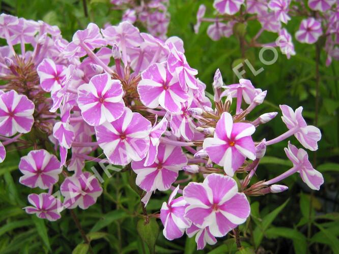 Plamenka 'Natascha' - Phlox maculata 'Natascha'