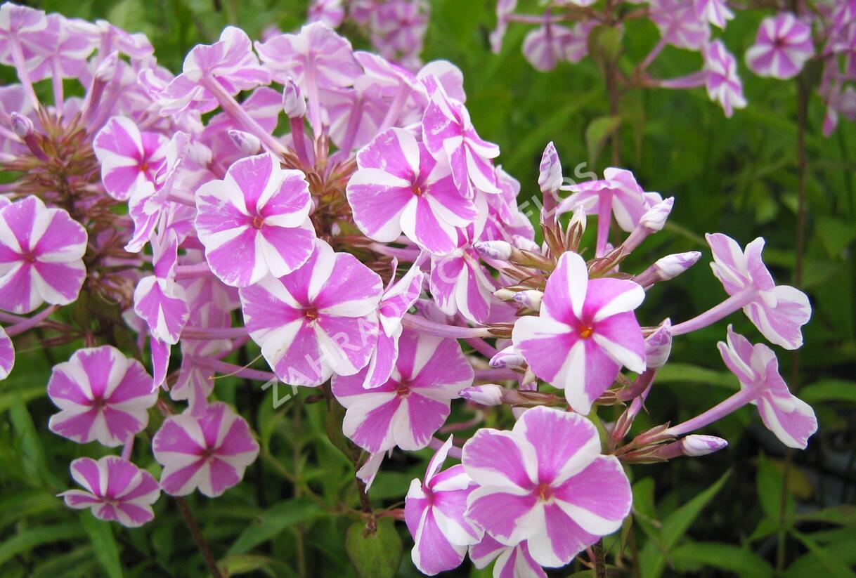 Plamenka 'Natascha' - Phlox maculata 'Natascha'