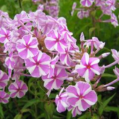 Plamenka 'Natascha' - Phlox maculata 'Natascha'