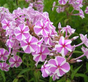 Plamenka 'Natascha' - Phlox maculata 'Natascha'