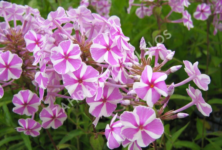 Plamenka 'Natascha' - Phlox maculata 'Natascha'