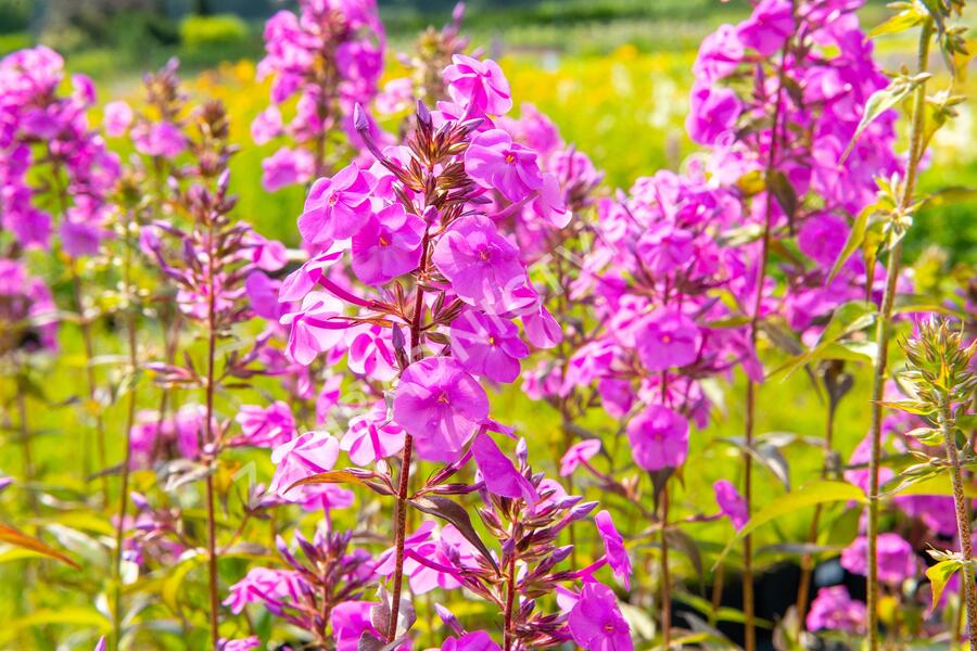 Plamenka 'Alpha' - Phlox maculata 'Alpha'