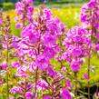 Plamenka 'Alpha' - Phlox maculata 'Alpha'