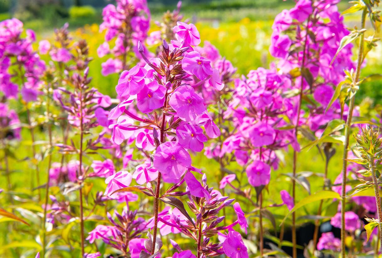 Plamenka 'Alpha' - Phlox maculata 'Alpha'