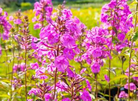Plamenka 'Alpha' - Phlox maculata 'Alpha'