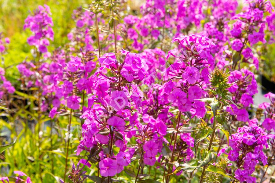 Plamenka 'Alpha' - Phlox maculata 'Alpha'