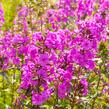 Plamenka 'Alpha' - Phlox maculata 'Alpha'