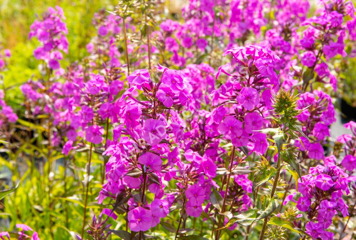 Plamenka 'Alpha' - Phlox maculata 'Alpha'