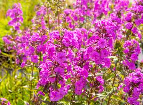 Plamenka 'Alpha' - Phlox maculata 'Alpha'