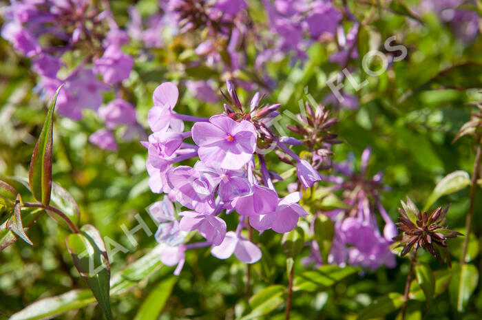 Plamenka 'Alpha' - Phlox maculata 'Alpha'