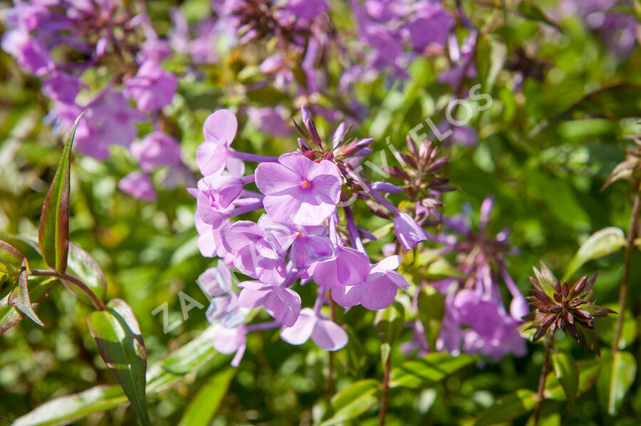 Plamenka 'Alpha' - Phlox maculata 'Alpha'