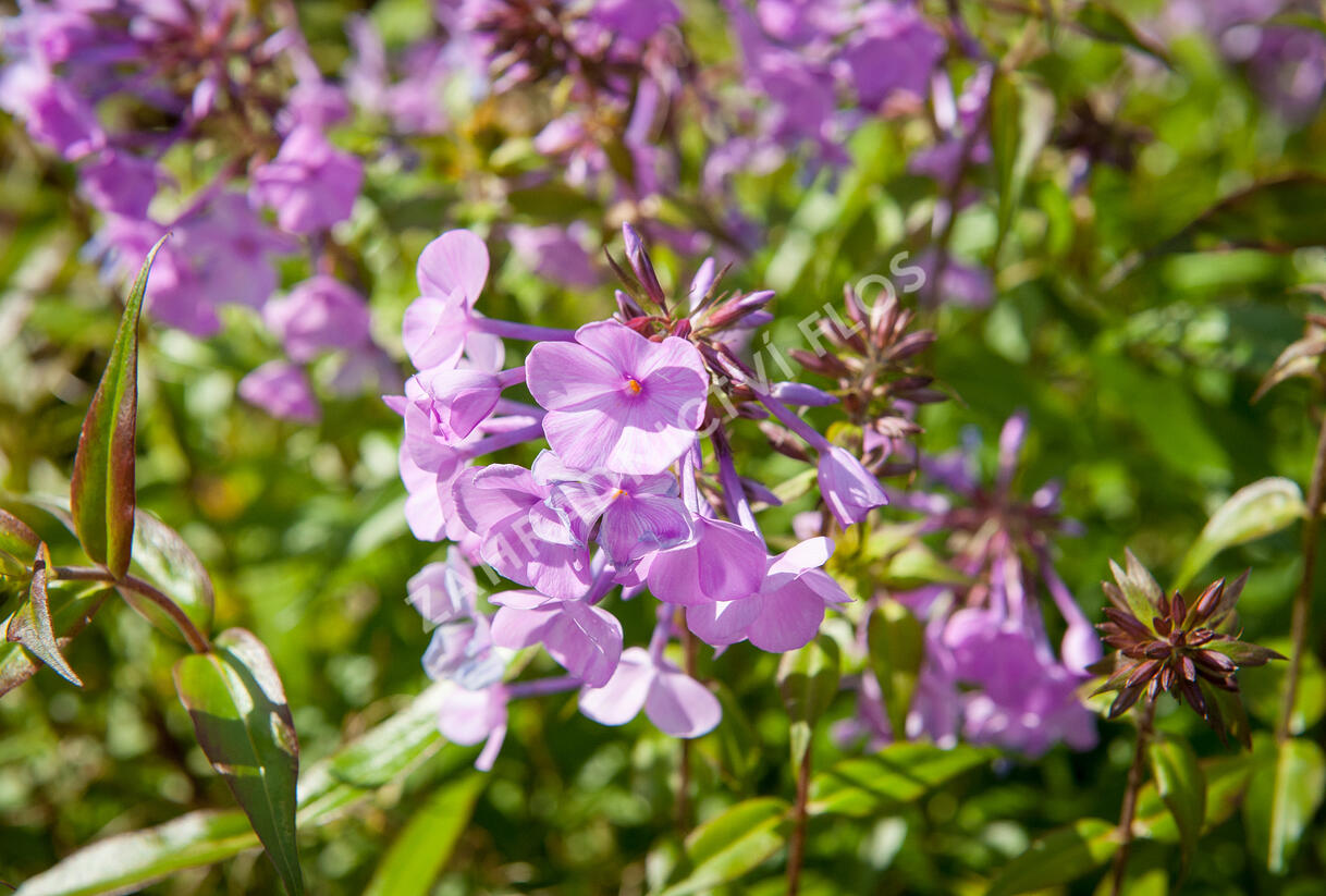 Plamenka 'Alpha' - Phlox maculata 'Alpha'