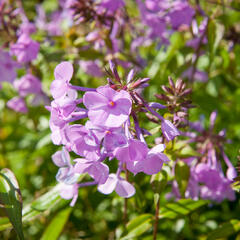 Plamenka 'Alpha' - Phlox maculata 'Alpha'