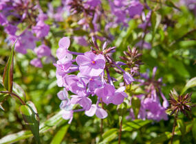 Plamenka 'Alpha' - Phlox maculata 'Alpha'