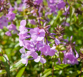 Plamenka 'Alpha' - Phlox maculata 'Alpha'