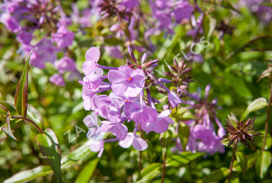 Plamenka 'Alpha' - Phlox maculata 'Alpha'