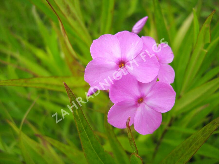 Plamenka 'Alpha' - Phlox maculata 'Alpha'
