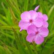 Plamenka 'Alpha' - Phlox maculata 'Alpha'