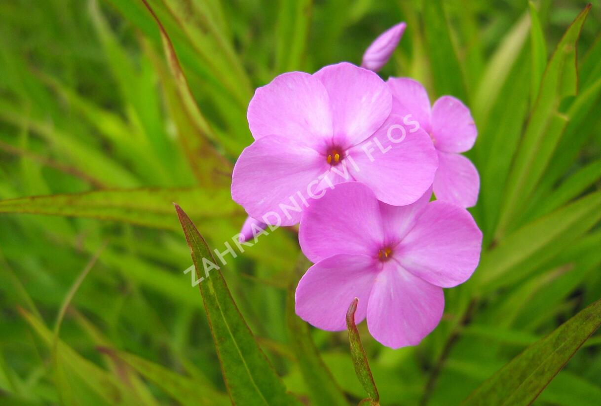 Plamenka 'Alpha' - Phlox maculata 'Alpha'