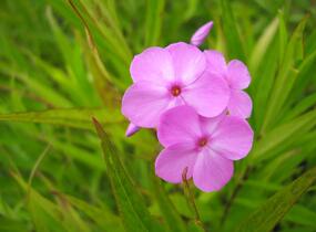 Plamenka 'Alpha' - Phlox maculata 'Alpha'